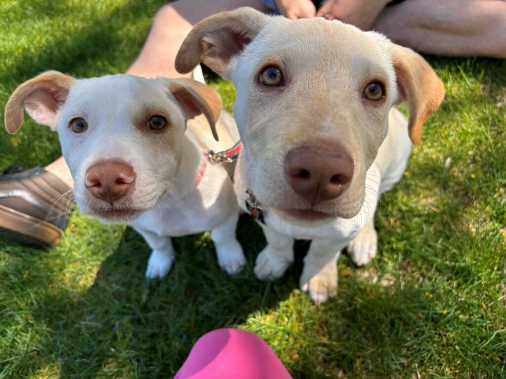 Two young satos looking up from the grass