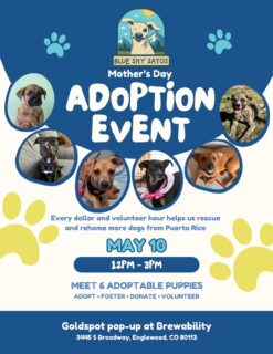 Join us for a special Mothers Day adoption event this Sunday, May 10 with @goldspotbrewing at @brew_ability from noon - 3pm.

Come and introduce Mom to 6 of our adoptable pups.

#coloradoevent #brewability #satosofinstagram #puertoricoincolorado #adoptabledogs