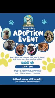 Happening now @Brewability! Happy Mother’s day to all existing and future dog moms! Come today before 3pm and adopt a pup! Become A Dog Mom!🐾❤️#adoptdontshop #blueskysatos #goldspotbrewing #sato