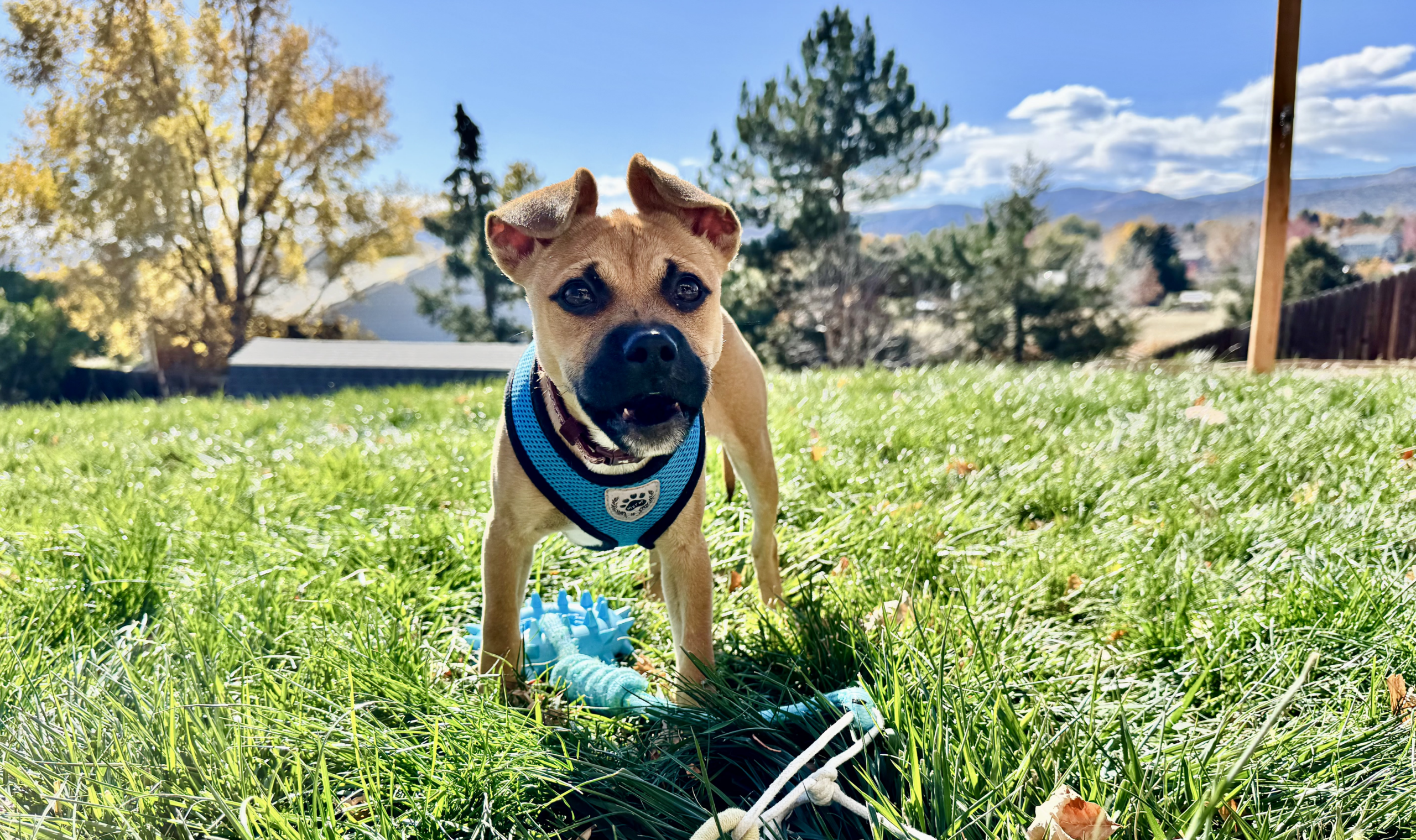 Tan sato puppy in a blue harness standing in sunny grass with mountains behind