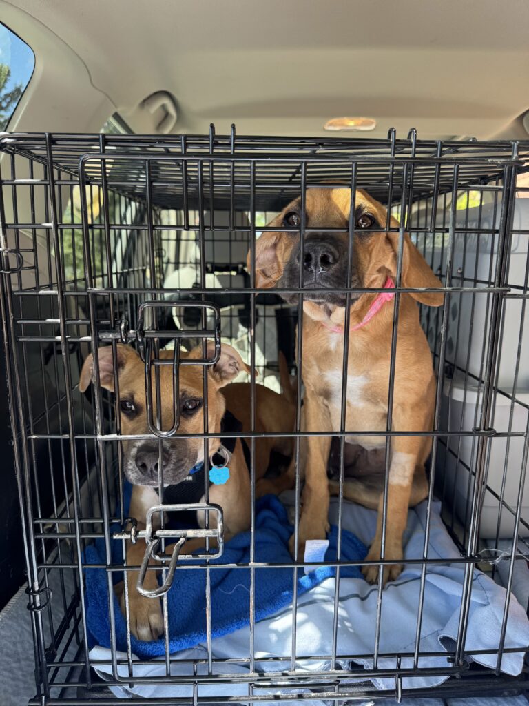 Two tan puppies sitting together in a wire crate in a car during transport