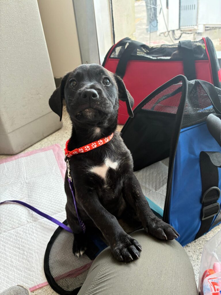 A black puppy with a white chest patch sitting on a volunteer's lap next to pet carriers